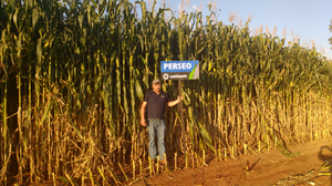 Doroteo Uriarte Rocha