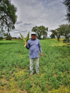 Aurelio Callejas García