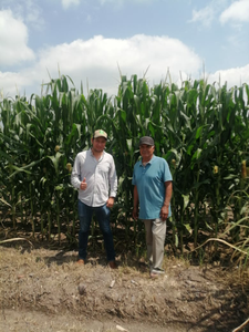 Pedro Guardado Luevanos