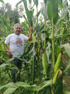 Alfonso Olmedo Peláez