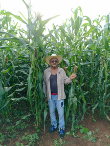 José luis Cortez Molina