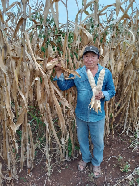 Testimonio Ricardo Dzib Dzul